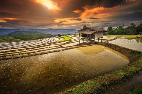 Rice Field Wallpapers Wallpaper Cave