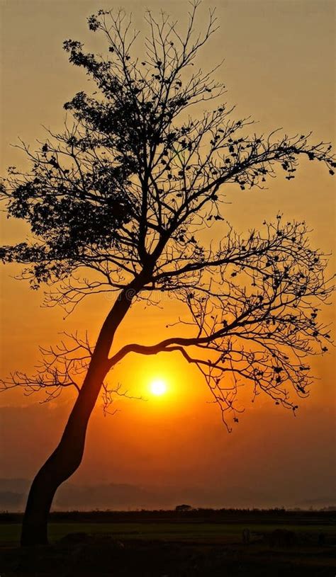 Sunset Scene With Sun Silhouette Of Branch Of Tree Stock Image Image