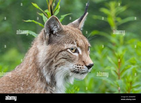 Lynx Lynx Lynx Stock Photo Alamy