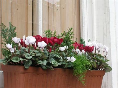 Autumn And Winter Window Box Cyclamen And Asparagus Winter Window