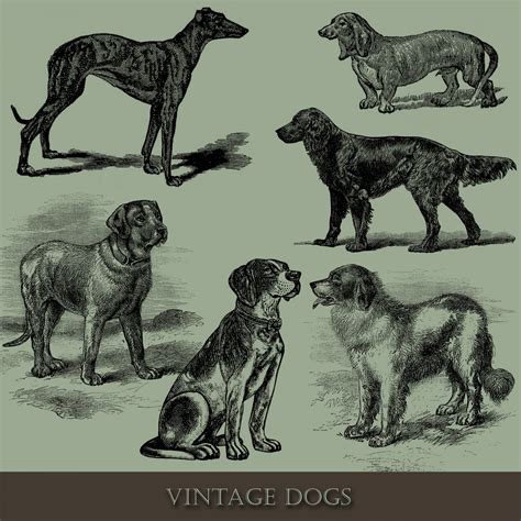 Vintage Dog Illustration Free Stock Photo Public Domain Pictures