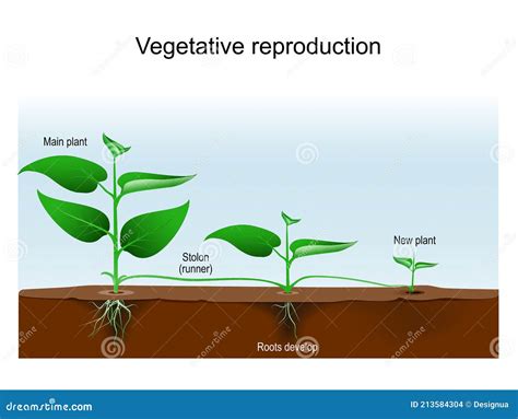 Plant Propagation Vector Illustration Diagram Scheme With Biological