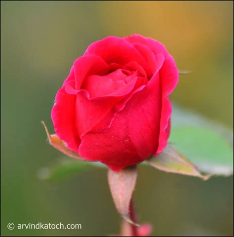 A Beautiful Red Rose Bud