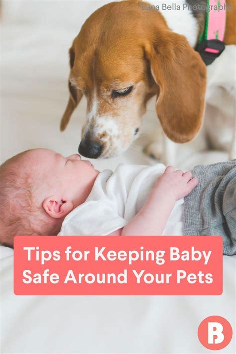 Learn How To Keep Baby Safe Around Your Dog Cat Or Other Animals With