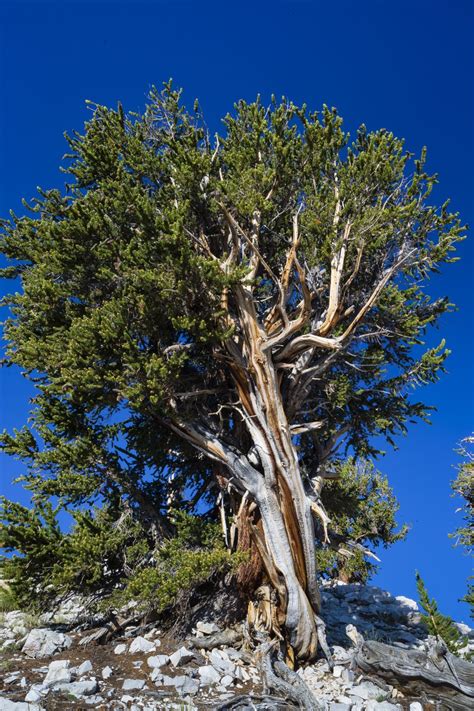 Low Angle View Of Pine Tree In Ancient Bristlecone Pine Forest In The