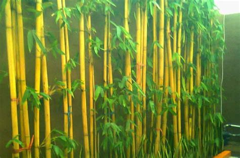Tanaman Hias Bambu Kuning Guru Sains