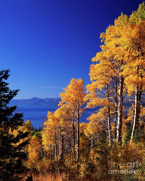 Aspens In The Fall Lake Tahoe Photograph By Vance Fox Fine Art America