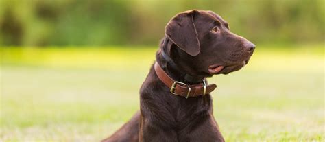 According to the akc, most breed rescues report that a majority of their. Chocolate Labrador Retriever Puppies For Sale | Greenfield ...
