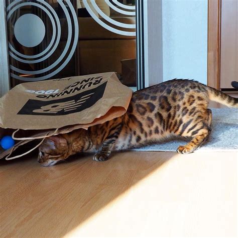 Shop wayfair for the best selection of cat scratchers, scratching posts and more. Haven't you seen my blue ball? simbathebengal.com | Bengal ...