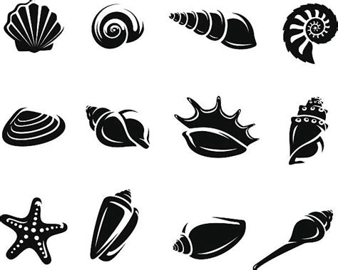 Me:*finds a conch shell* person: Conch Shell Clip Art, Vector Images & Illustrations - iStock