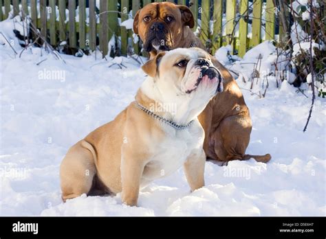 A British Bulldog Looking To The Left Sat In The Snow Stock Photo Alamy
