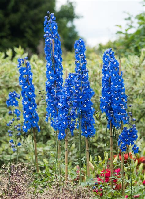18 Stunning Blue Flowers Youll Love Having In Your Garden