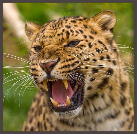 Amur Leopard Panthera Pardus Orientalis Artem A Photo On Flickriver