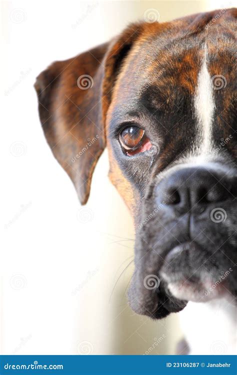 Boxer Dog Portrait Stock Image Image Of Natured Brindle 23106287