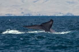 يعتبر الحوت الأزرق من أضخم وأكبر الحيوانات المعروفة التي تعيش على الكرة الأرضية، وهو من الحيوانات الثدية البحرية التي تنتمي إلى فصيلة الركوليات تحت رتبة الحيتانيات. صور الحوت الازرق وحقائق هامه • طبيعة