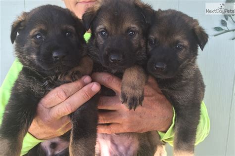 Puppies For Sale From Smoking Gun Ranch German Shepherds Member Since November 2015