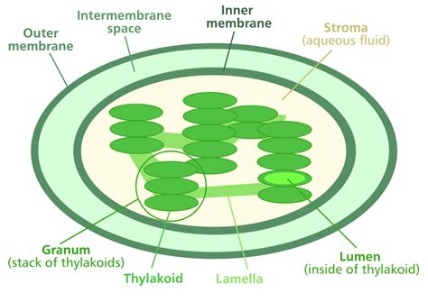 Chloroplast And Photosynthesis — The Biology Primer