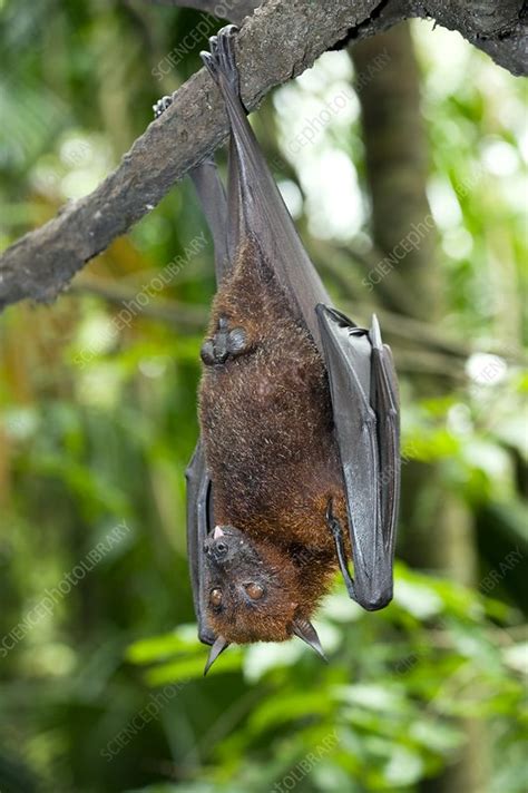 malayan flying fox stock image c004 1995 science photo library