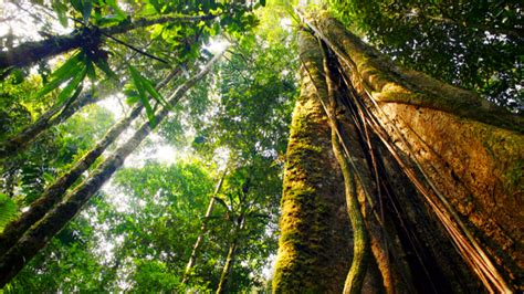 Rising Temperatures Are Shortening Tropical Trees Lives Giving Compass