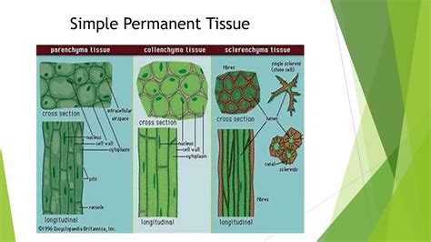 Overview Plant Tissue Youtube
