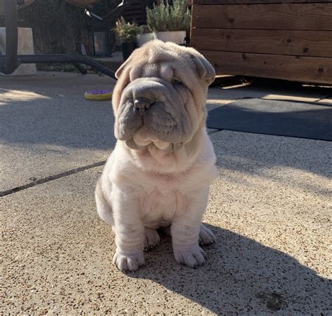 Chinese Shar Pei Puppies For Sale Arlington Tx 317941