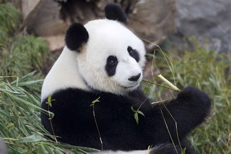 Giant Panda Breeding Update Adelaide Zoo