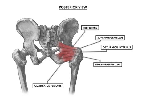 Other possible underlying causes of the muscle weakness need to be studied. CrossFit | Hip Musculature, Part 2: Posterior Muscles