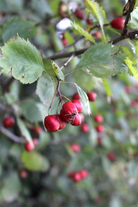 50 Edible Wild Berries And Fruits ~ A Foragers Guide