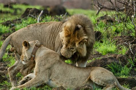 Lion Diaries Collaring Naisola Maasai Wilderness Conservation Trust