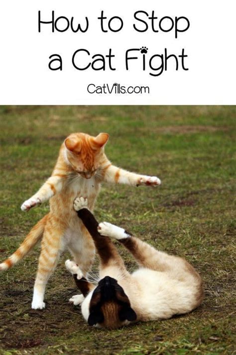 How Do You Break Up A Cat Fight