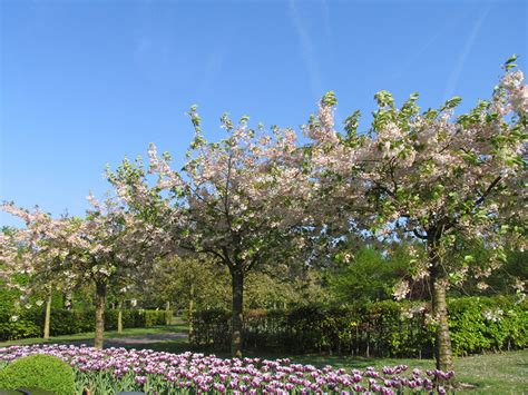 Fonds Decran Pays Bas Parc Printemps La Floraison Des Arbres Keukenhof