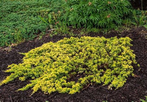 13 Best Ground Cover Plants For Your Landscape Hort Zone