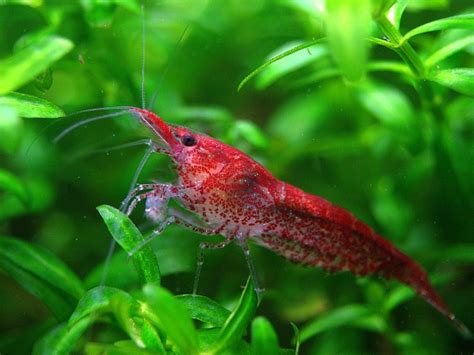 Kurang lebih ada 1.300 spesies ikan hias air tawar dan 650 spesies ikan hias air laut yang bisa dikembangkan dan dijadikan ladang usaha potensial. Berapa harga udang hias air tawar? - Bisnis Borneo ...