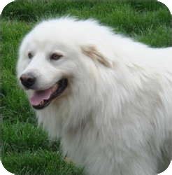 We did not find results for: Ringo PENDING | Adopted Dog | Bloomington, IL | Great ...