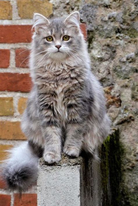 Here is a list of 5 largest domestic cat breeds available in the world. 10 Best Large Cat Breeds - Top Big Cat List and Pictures