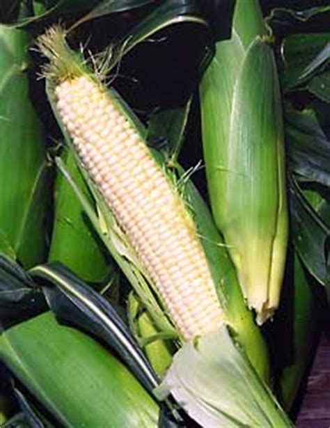 Is also a noun clause that is the object of the verb is. Harvesting Corn (National Gardening Association)