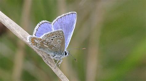 Common Blue Butterfly Scottish Wildlife Trust