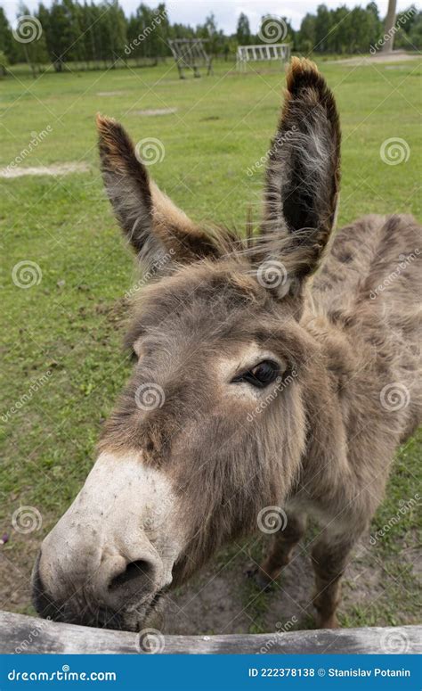 Portrait Of A Donkey With Big Ears Grazing In A Corral Stock Photo Image Of Creature Breed