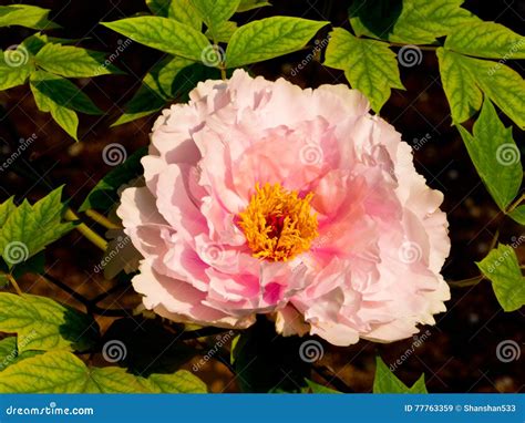 Pink Peony Flower Blooming Stock Image Image Of Paeonia 77763359
