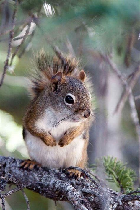 Pin On Pin Pals Of Sugarbush Squirrel®
