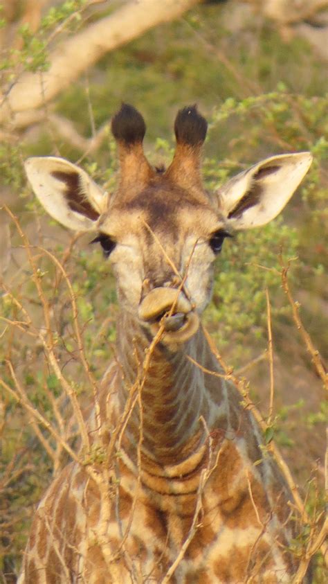 Baby Giraffe Kruger National Park Giraffe Baby Giraffe
