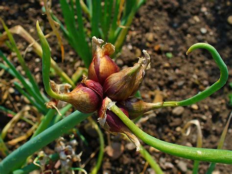 Here at cepa operations, inc. File:Allium cepa viviparum 002.JPG - Wikimedia Commons