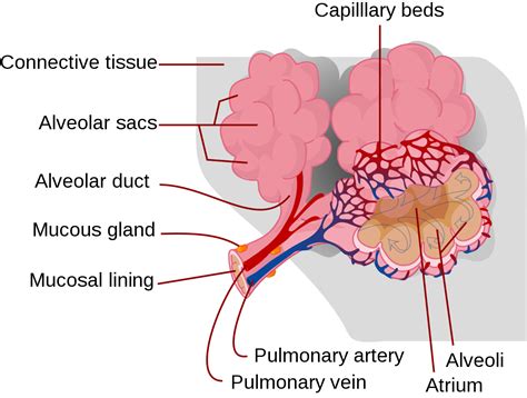 Respiratory System Alveoli And Capillaries