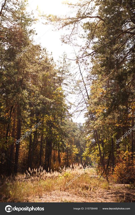 Scenic Autumnal Forest Golden Foliage Sunlight — Stock Photo © Micenin