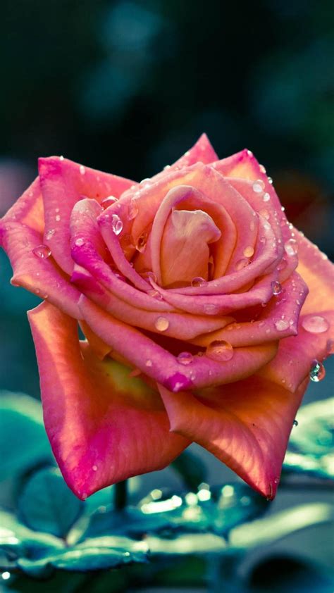 Beautiful roses wallpaper backgrounds for iphone: 50+ Red Rose iPhone Wallpaper on WallpaperSafari