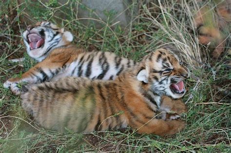 Beautiful Tiger Cubs Cubs Feline Tiger Wild Hd Wallpaper Peakpx