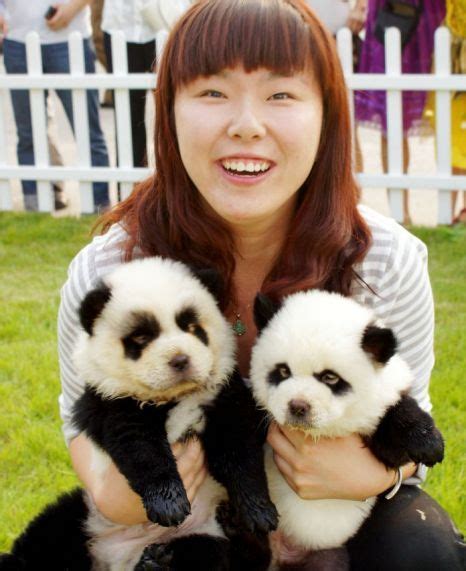 Dogs Painted As Animals Panda Dog Baby Animals Panda Puppy