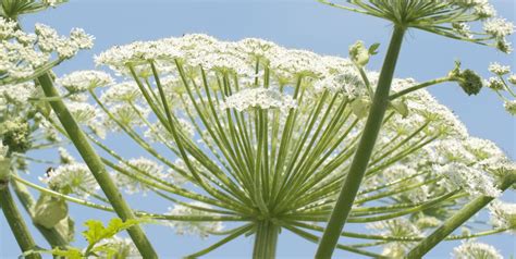 What Is Giant Hogweed Identification Locations And Preventing Burns