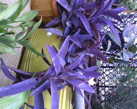 The Best Purple Leaved Garden Plants Ideas