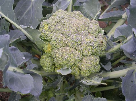 Learn To Grow Broccoli From Master Gardener Charlie Nardozzi